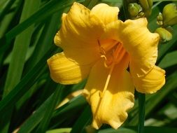 bloom day lily flower nature