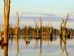 tree trunks stick out of the lake