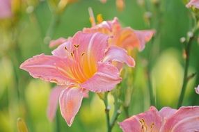 lilly flower nature