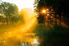 bright sun over the pond in the forest