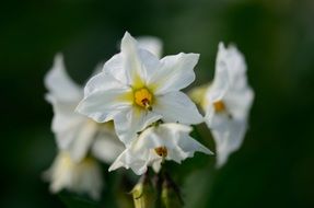 white potato flowers