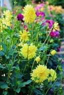 Colorful asters on the bushes with green leaves