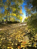 fallen yellow leaves on soil road through forest at sunny day