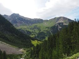 wildberg motta head