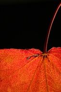 part of red maple leaf