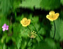 Colorful buttercup flowers