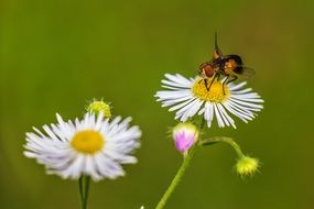 insect on a white blossom