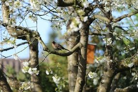 songbird on a blooming tree