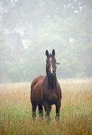 brown horse on a foggy rural field