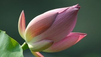 opening flower bud of lotus close up