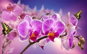 blooming orchids flowers