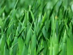 juicy green grass on a field in summer