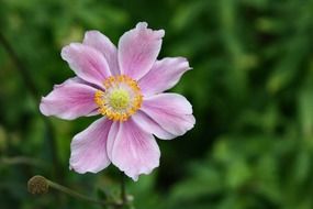 spring pink flower blossom close
