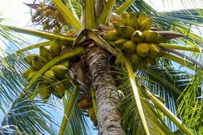 tropical coconut palm tree