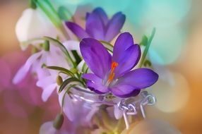 Spring flowers in a vase on a blurred background