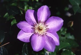 purple clematis hybrid flower