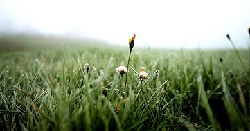 beautiful and delightful dew flower