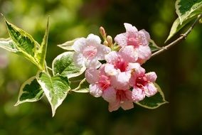 Raindrops on the white and pink blossoming flowers