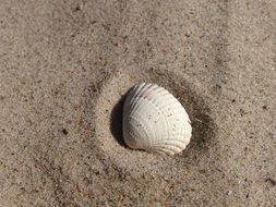 White shell on the sand on the beach