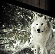 white polar wolf