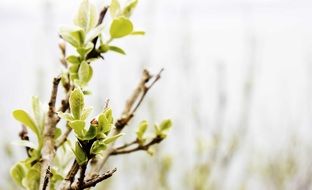 green branch in spring closeup