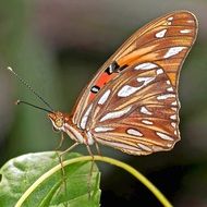 gulf fritillary butterfly close up