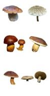 Different mushrooms on a white background