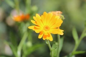 Little yellow flower on blurred background