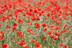 field of the red poppies