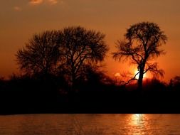 sunset in the orange sky behind the trees