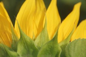 large petals of a huge sunflower close up