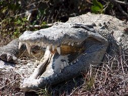 jaws of a dangerous crocodile in wildlife