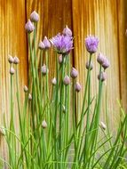 chive blooming