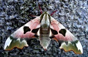 butterfly with pink wings