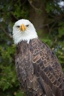 prey white head eagle