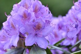 purple inflorescences of rhododendron close up