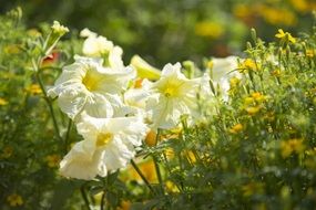 closeup photo of white petunia on sunny field
