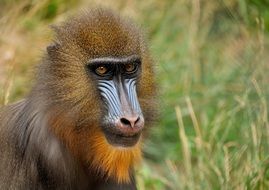 Mandrill monkey on green grass