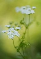white doldengewaechs flower macro view