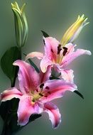 Close-up of the beautiful pink, red and white lily flowers