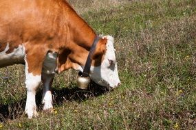 calf with a bell grazing on a meadow