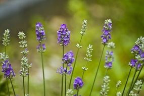 flowers lavender