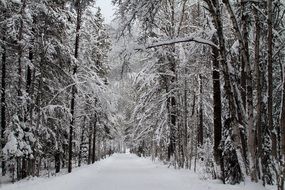 snow forest road in winter