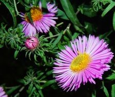 beautiful and delightful purple plant