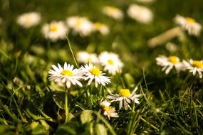 daisies on a spring meadow