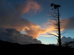 tree trunk on the background of storm clouds