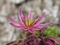 succulent as alpine flora