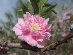 pink flower on tree