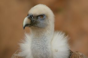 portrait of a black vulture