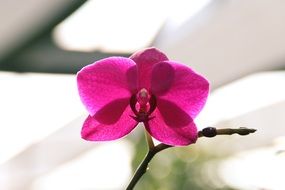 bright pink orchid in the light